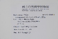 藍花楹藏品圖，第2張