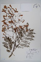 藍花楹藏品圖，第1張