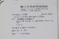 藍花楹藏品圖，第2張