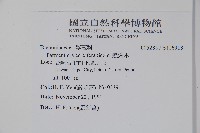 蠟燭木藏品圖，第2張