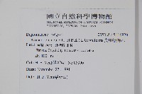 食用蠟燭木藏品圖，第2張