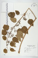 圓萼牽牛藏品圖，第1張