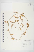 厚葉牽牛藏品圖，第1張