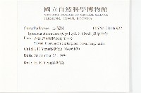 厚葉牽牛藏品圖，第2張