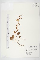 厚葉牽牛藏品圖，第1張