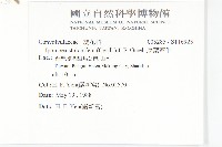 厚葉牽牛藏品圖，第2張