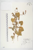 紅花野牽牛藏品圖，第1張