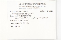 紅花野牽牛藏品圖，第2張