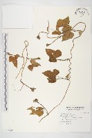 紅花野牽牛藏品圖，第1張