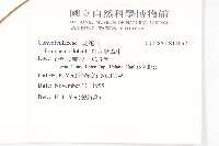 紅花野牽牛藏品圖，第2張