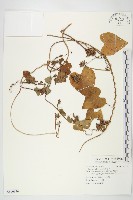 紅花野牽牛藏品圖，第1張