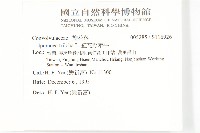 紅花野牽牛藏品圖，第2張