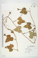 紅花野牽牛藏品圖，第1張