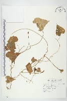 紅花野牽牛藏品圖，第1張