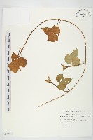 紅花野牽牛藏品圖，第1張