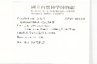 紅花野牽牛藏品圖，第2張