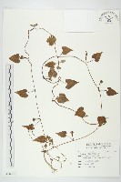 紅花野牽牛藏品圖，第1張