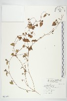 紅花野牽牛藏品圖，第1張