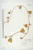 紅花野牽牛藏品圖，第1張