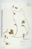 紅花野牽牛藏品圖，第1張