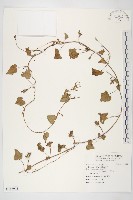 紅花野牽牛藏品圖，第1張