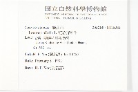 紅花野牽牛藏品圖，第2張