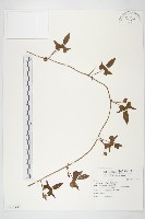 紅花野牽牛藏品圖，第1張