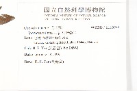 紅花野牽牛藏品圖，第2張