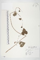 紅花野牽牛藏品圖，第1張