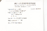 紅花野牽牛藏品圖，第2張