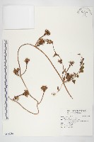 紅花野牽牛藏品圖，第1張