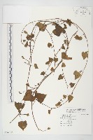 紅花野牽牛藏品圖，第1張