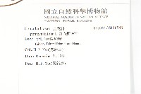 紅花野牽牛藏品圖，第2張