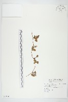 紅花野牽牛藏品圖，第1張