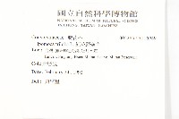 紅花野牽牛藏品圖，第2張