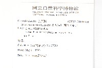 圓萼天茄兒藏品圖，第2張