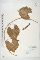 圓萼天茄兒藏品圖，第1張