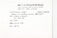 圓萼天茄兒藏品圖，第2張