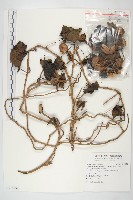 圓萼天茄兒藏品圖，第1張