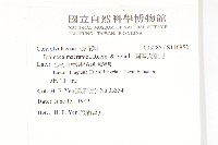 圓萼天茄兒藏品圖，第2張