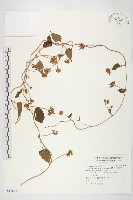 娥房藤藏品圖，第1張