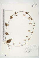 娥房藤藏品圖，第1張