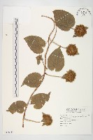 長梗毛娥房藤藏品圖，第1張