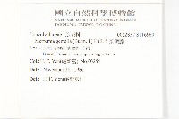 菜欒藤藏品圖，第2張