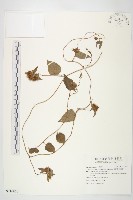 長梗毛娥房藤藏品圖，第1張