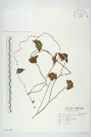 長梗毛娥房藤藏品圖，第1張