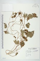 長梗毛娥房藤藏品圖，第1張