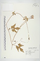 金魚花藏品圖，第1張