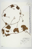 菜欒藤藏品圖，第1張