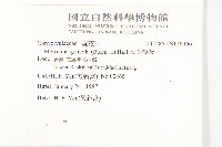 菜欒藤藏品圖，第2張